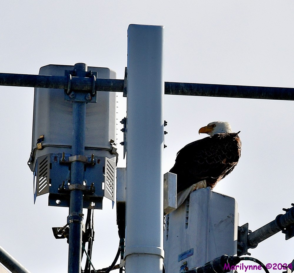 DSC_2232_001.JPG