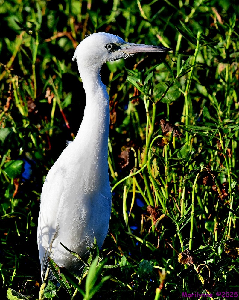 DSC_2232_001.JPG