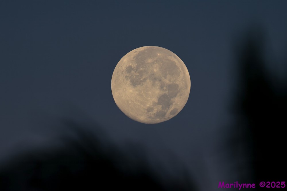 DSC_2233 copy_001.JPG