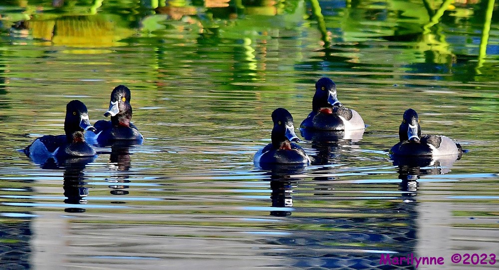 DSC_2233_001.JPG