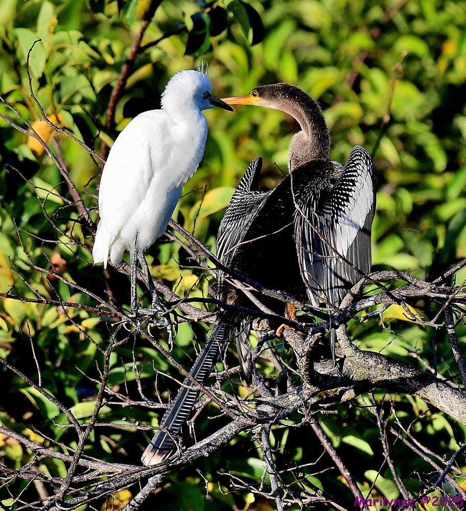 DSC_2235_001.JPG