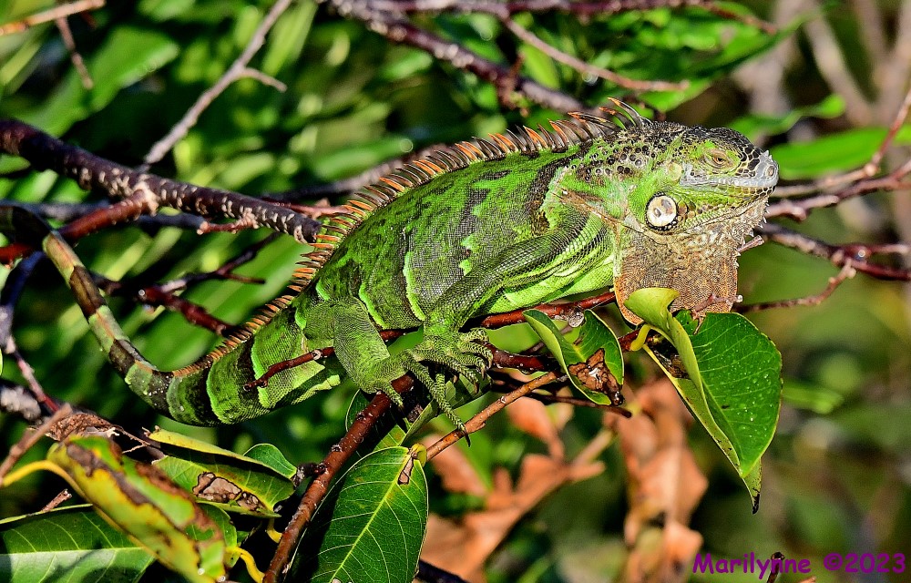 DSC_2236_001.JPG