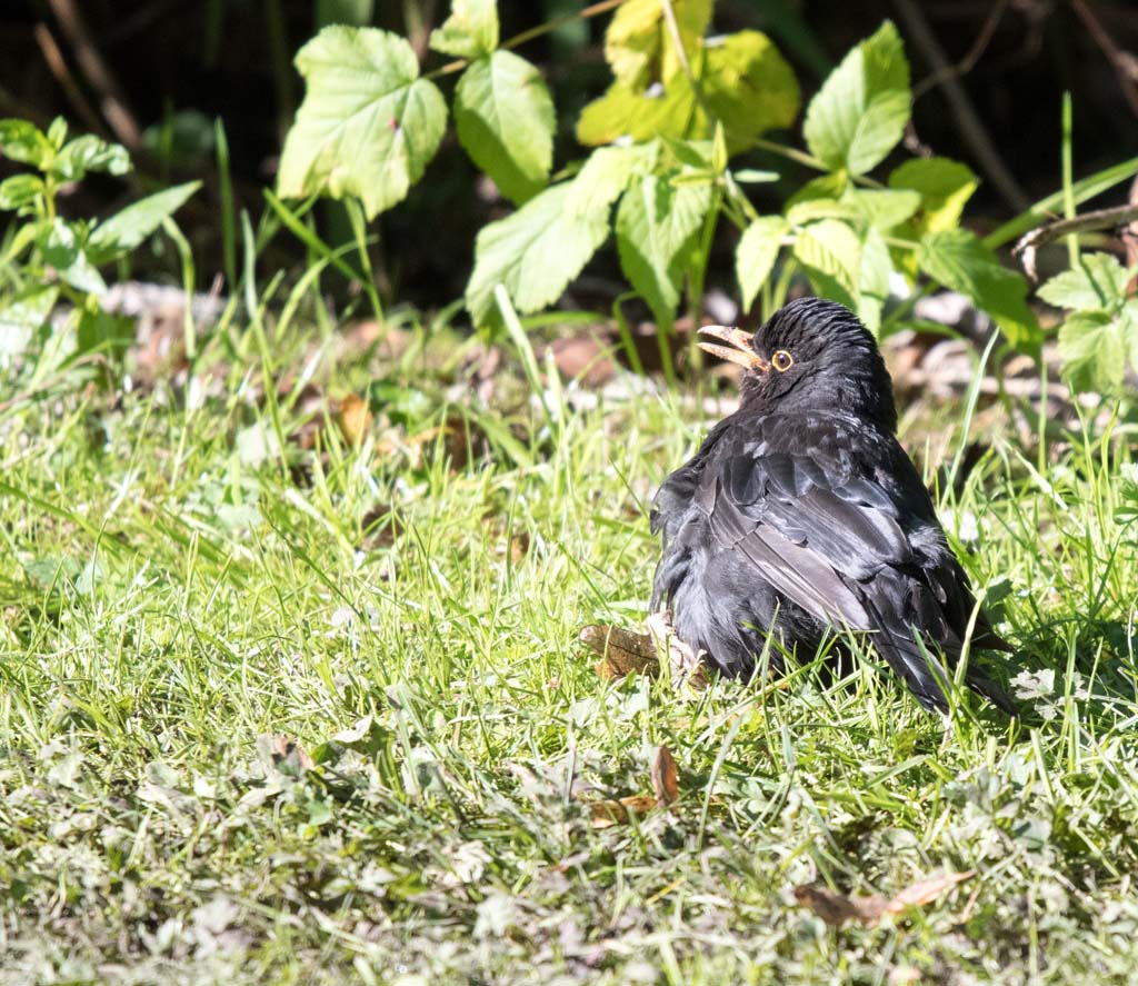 DSC_2238.jpg