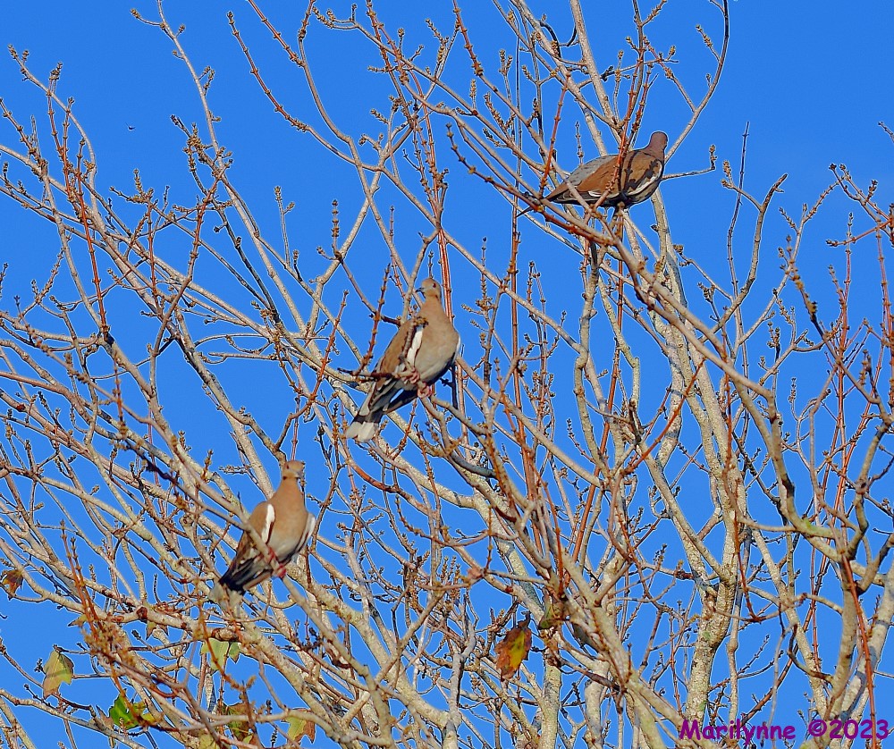 DSC_2238_001.JPG