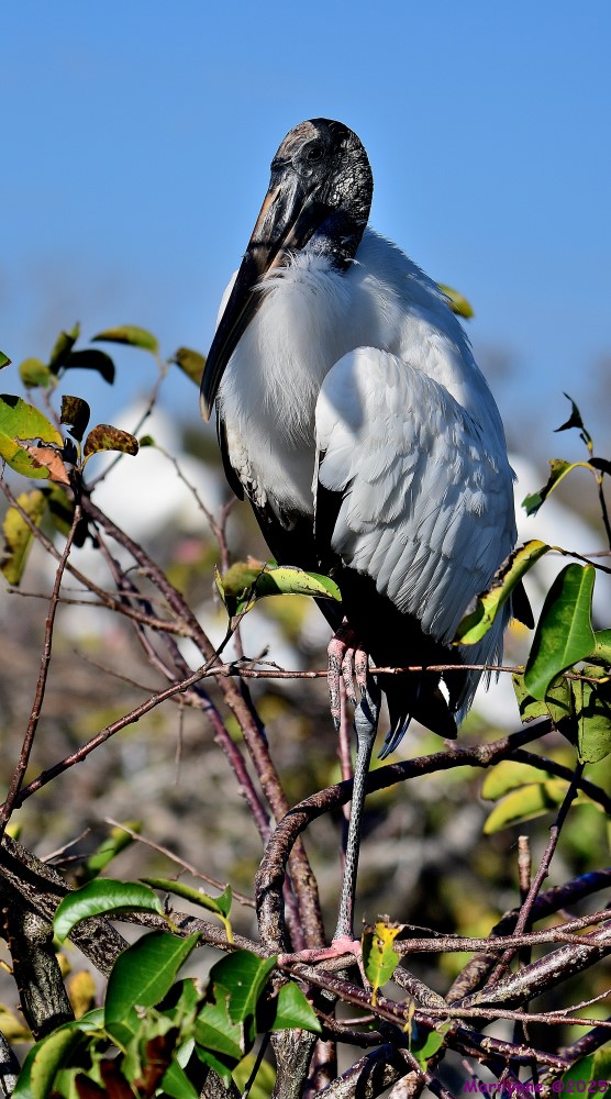 DSC_2240_stitch_001.JPG