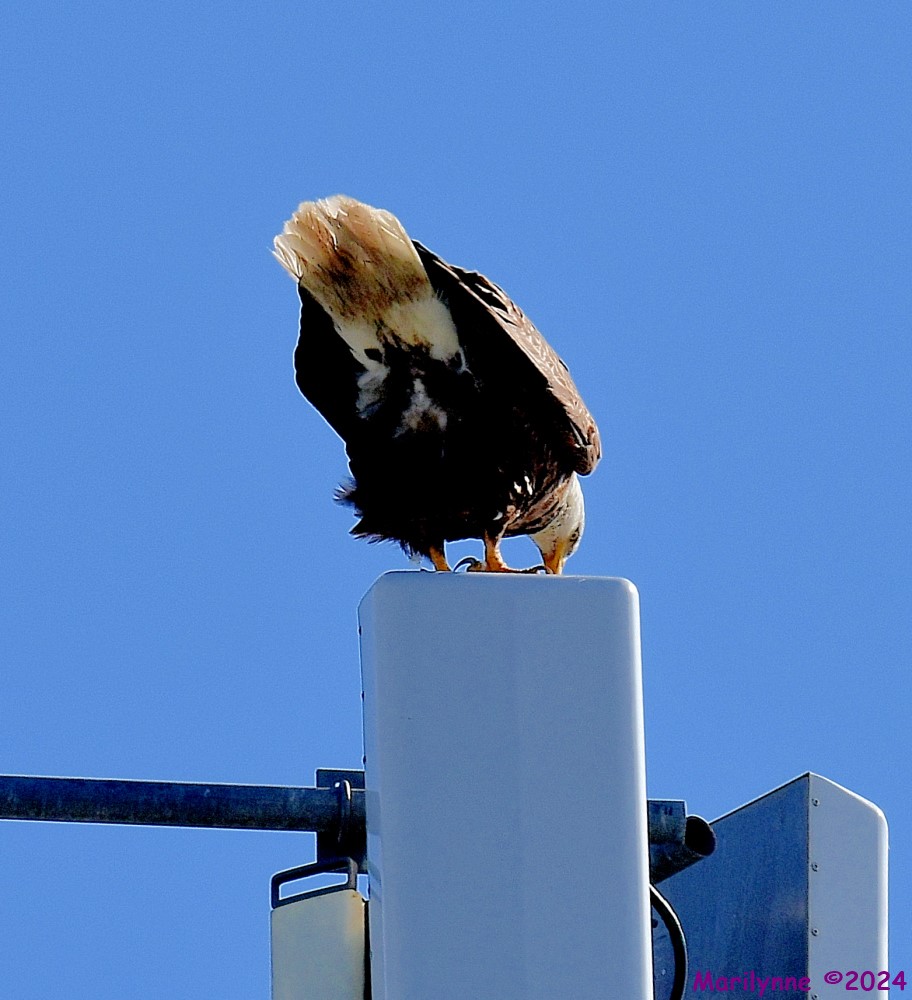 DSC_2241_001.JPG