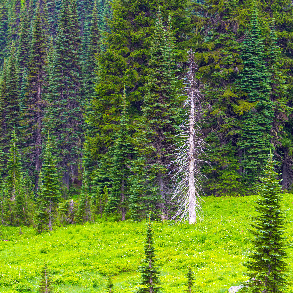 DSC_2242.jpg
