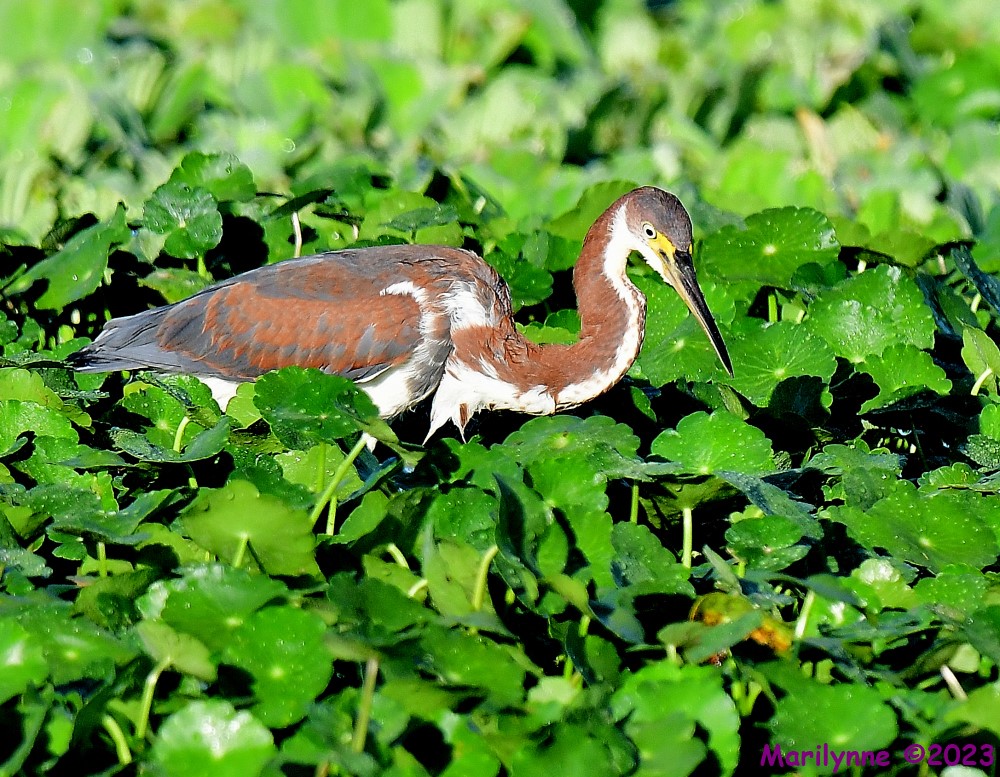 DSC_2242_001.JPG