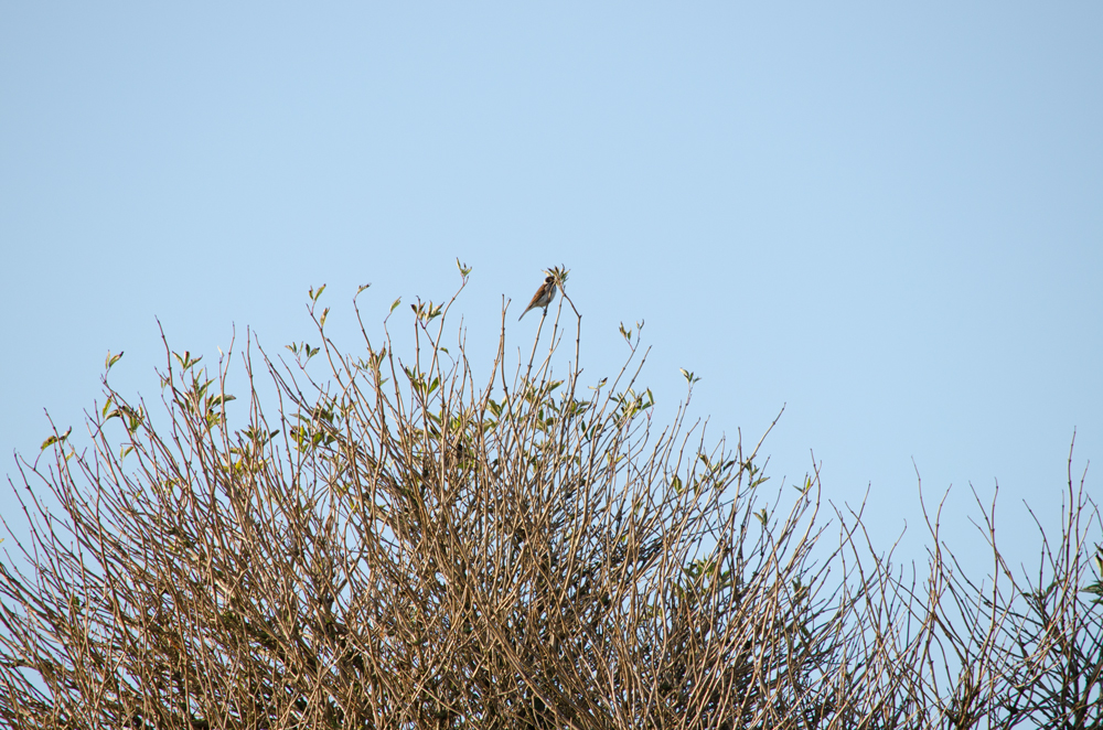 DSC_2244.jpg