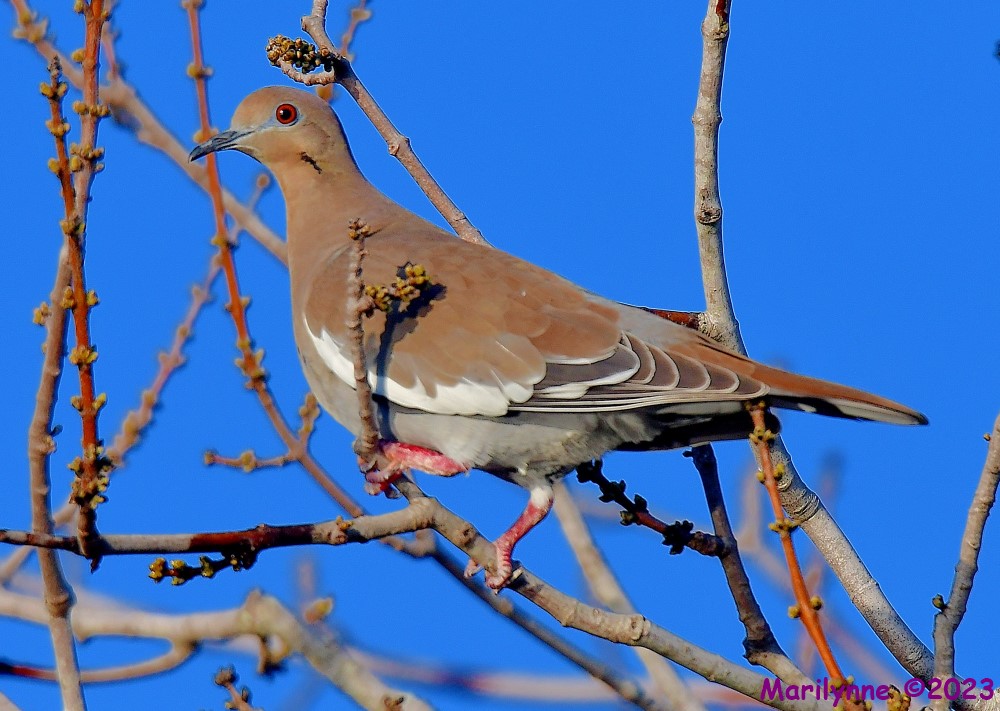 DSC_2244_001.JPG
