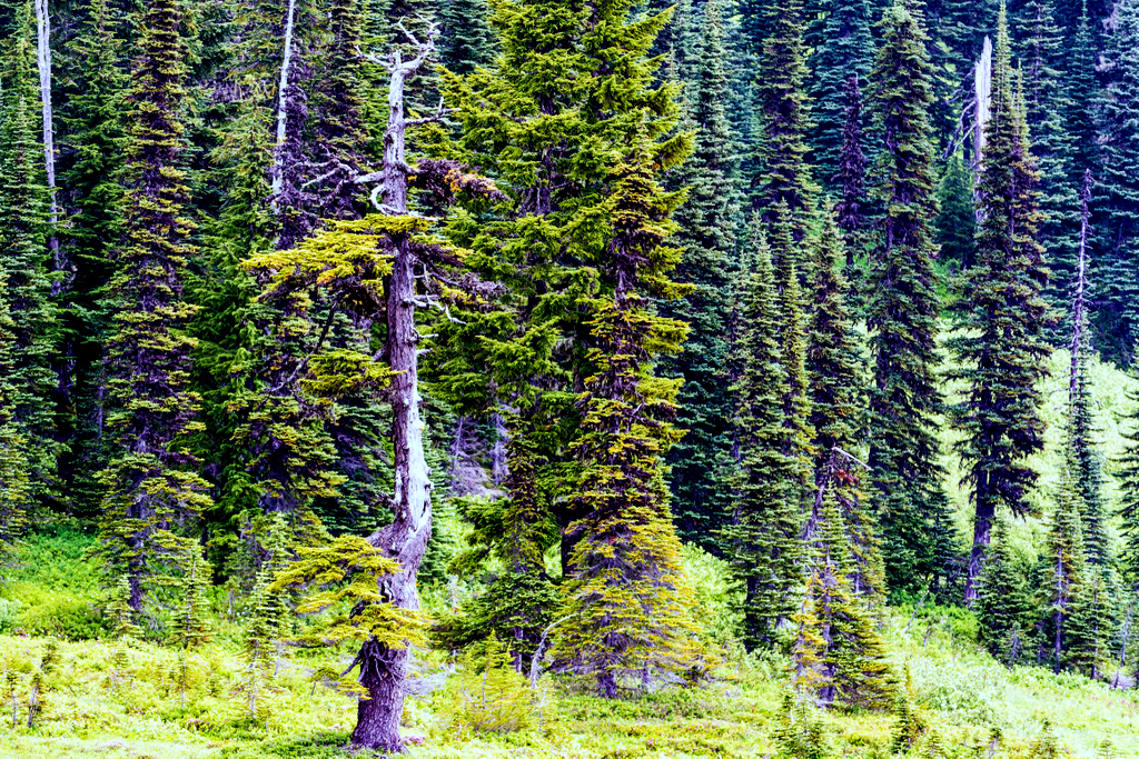 DSC_2245-Edit.jpg