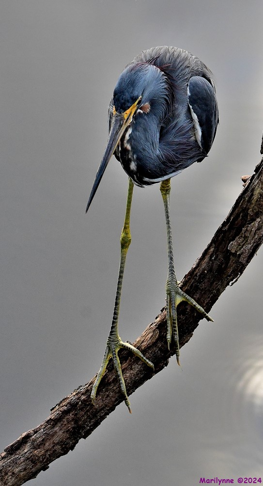DSC_2245_001.JPG