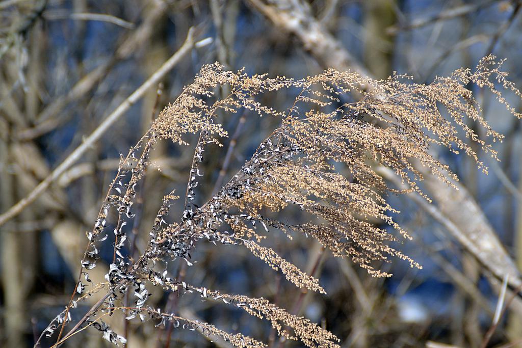 DSC_2246.jpg