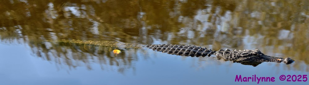 DSC_2247_stitch3_001.JPG