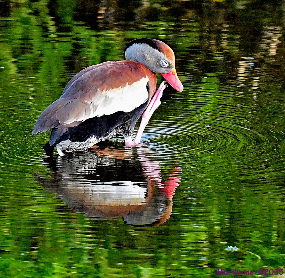 DSC_2249_001.JPG