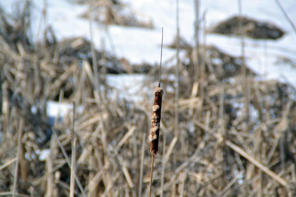 DSC_2251.jpg