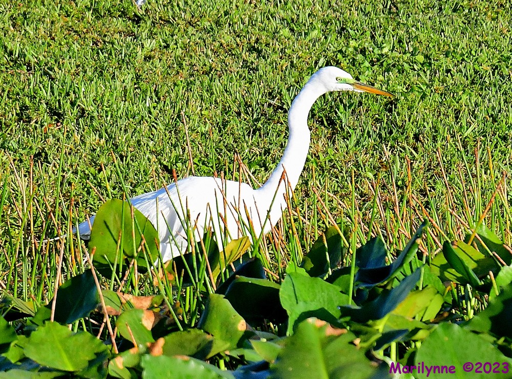 DSC_2253_001.JPG