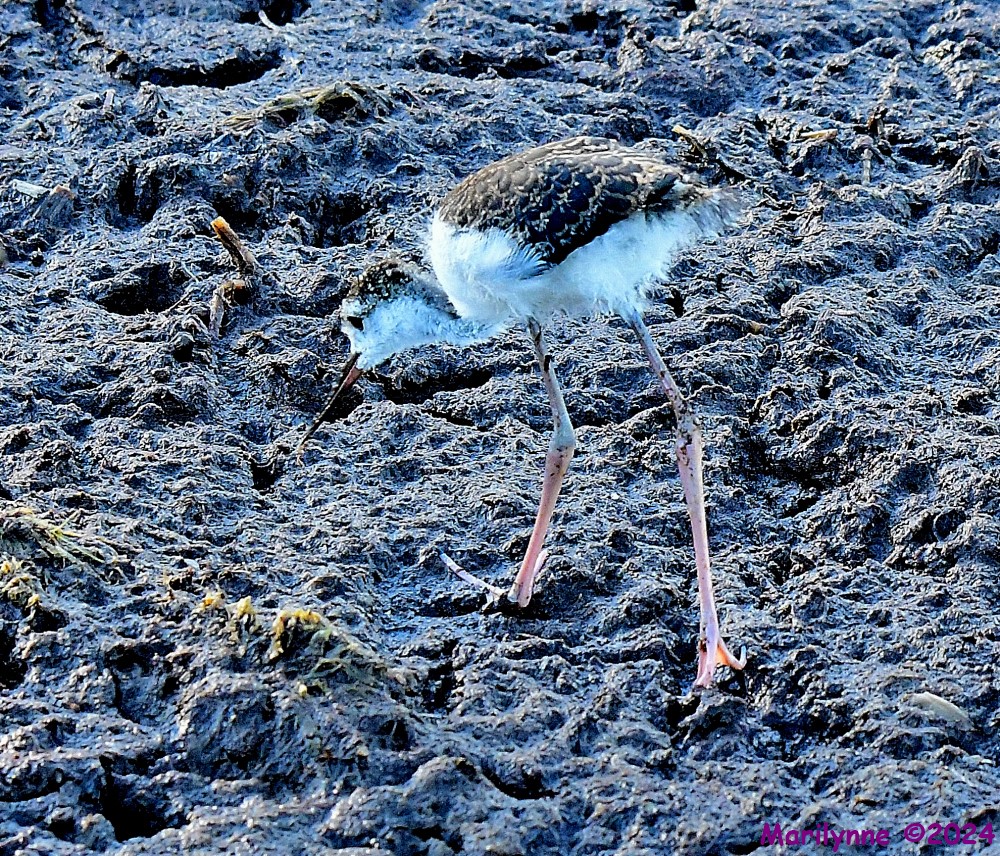 DSC_2257_001.JPG