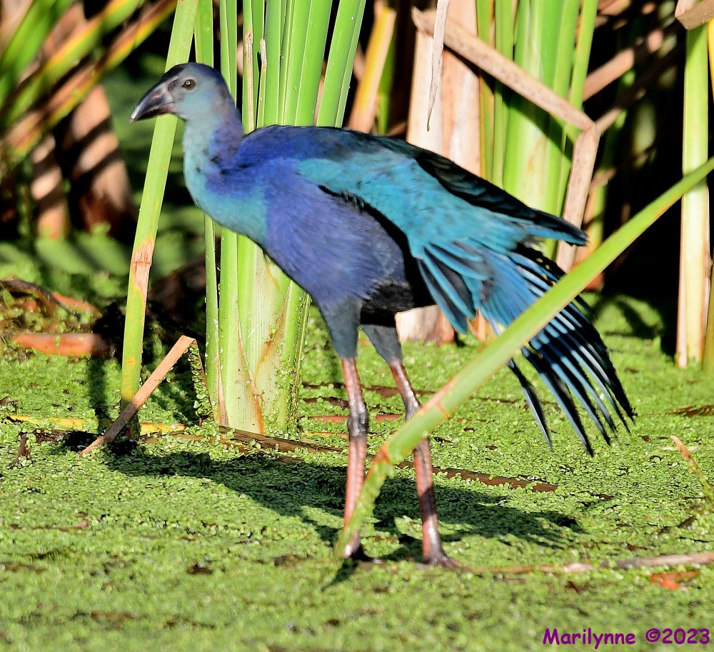 DSC_2259_001.JPG