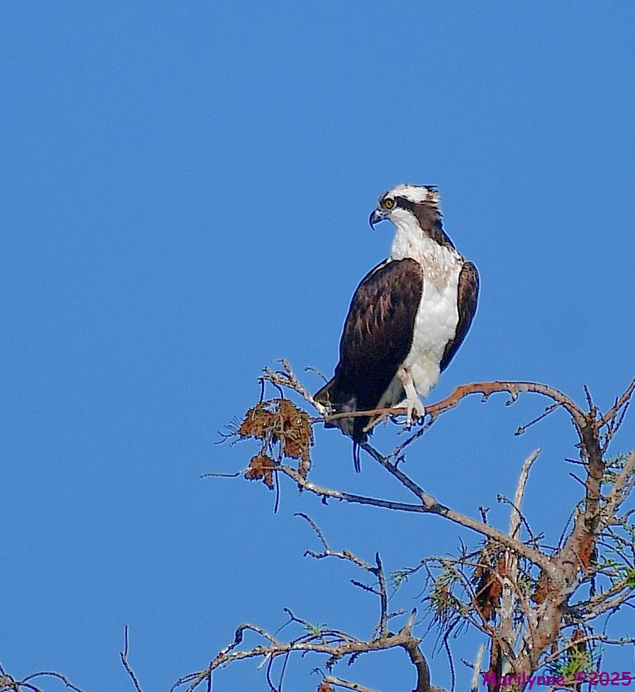 DSC_2259_001.JPG