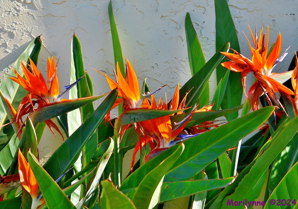 DSC_2260_001.JPG