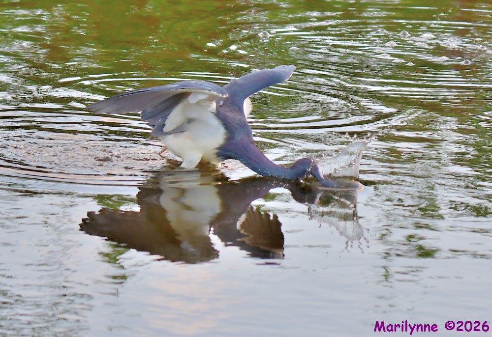 DSC_2260_001.JPG