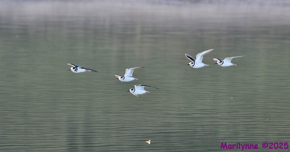 DSC_2261 copy_001.JPG