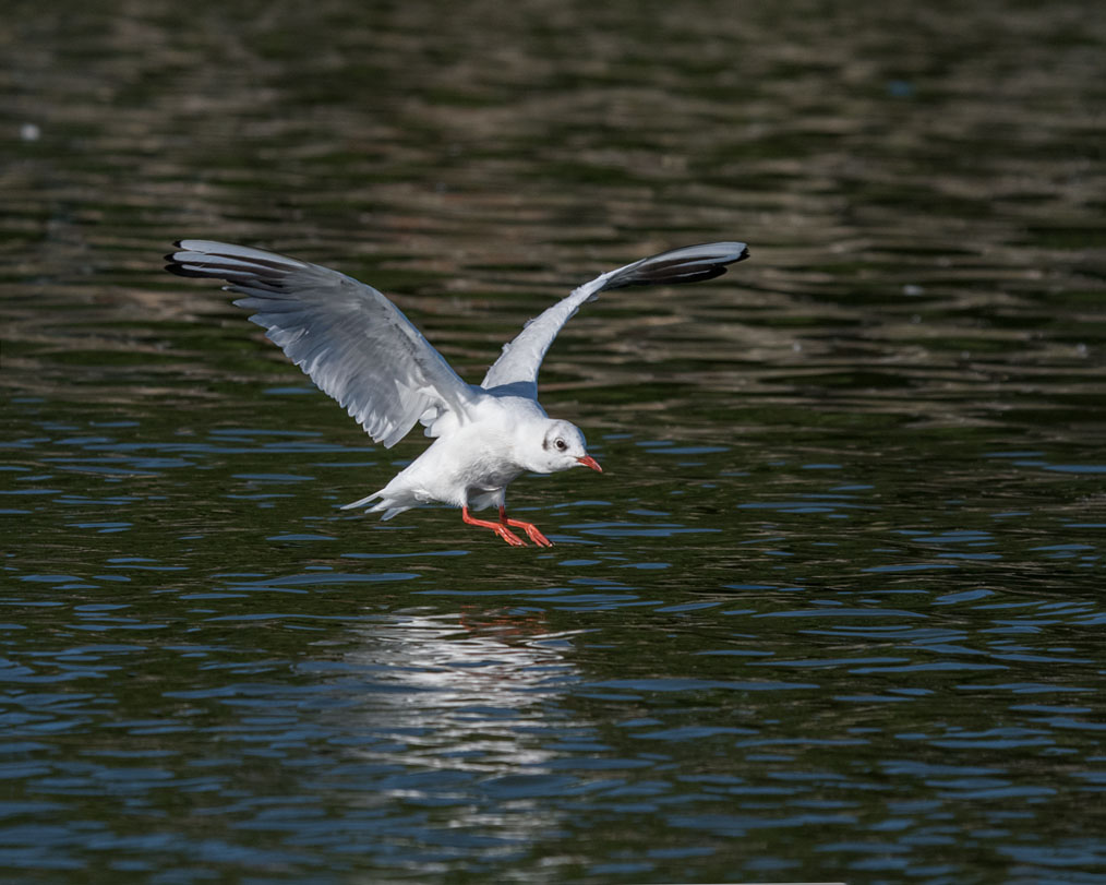 DSC_2261.jpg