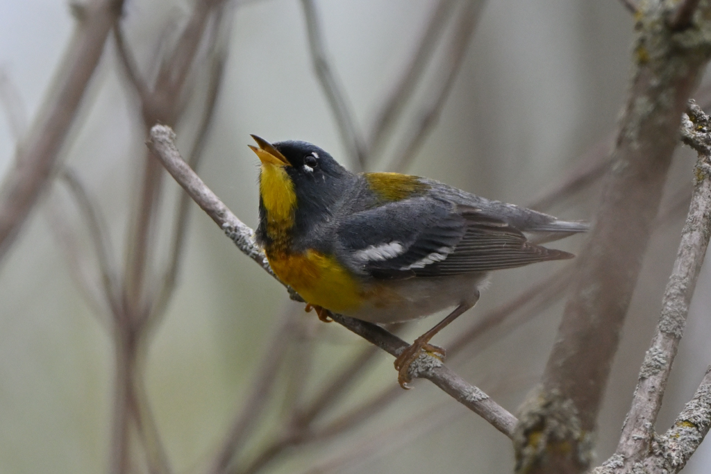DSC_2261.JPG