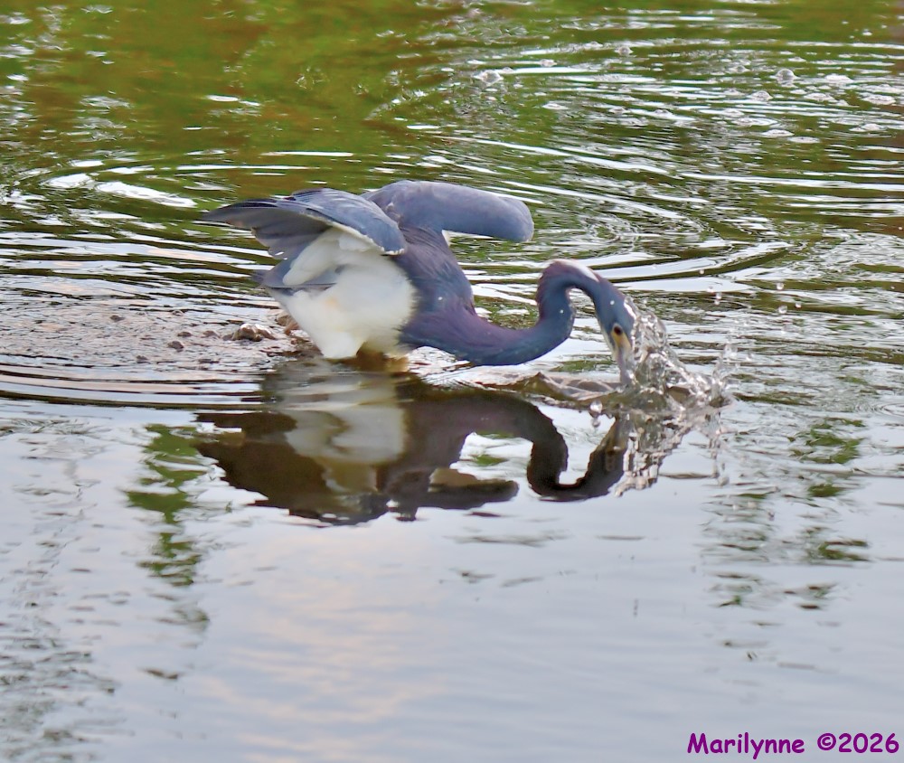 DSC_2261_001.JPG