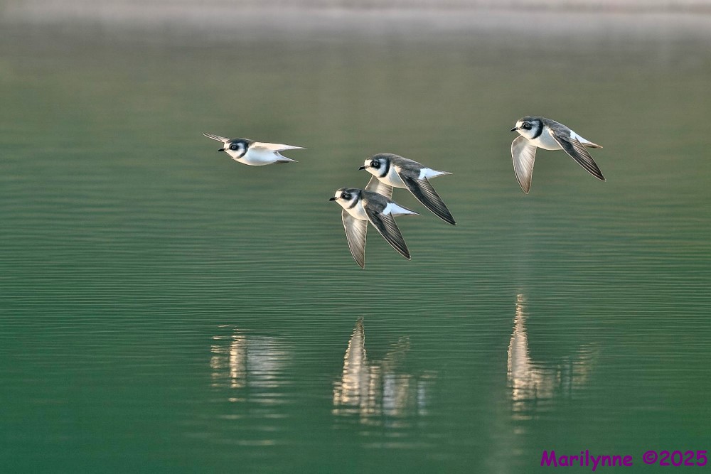 DSC_2262 copy_001.JPG