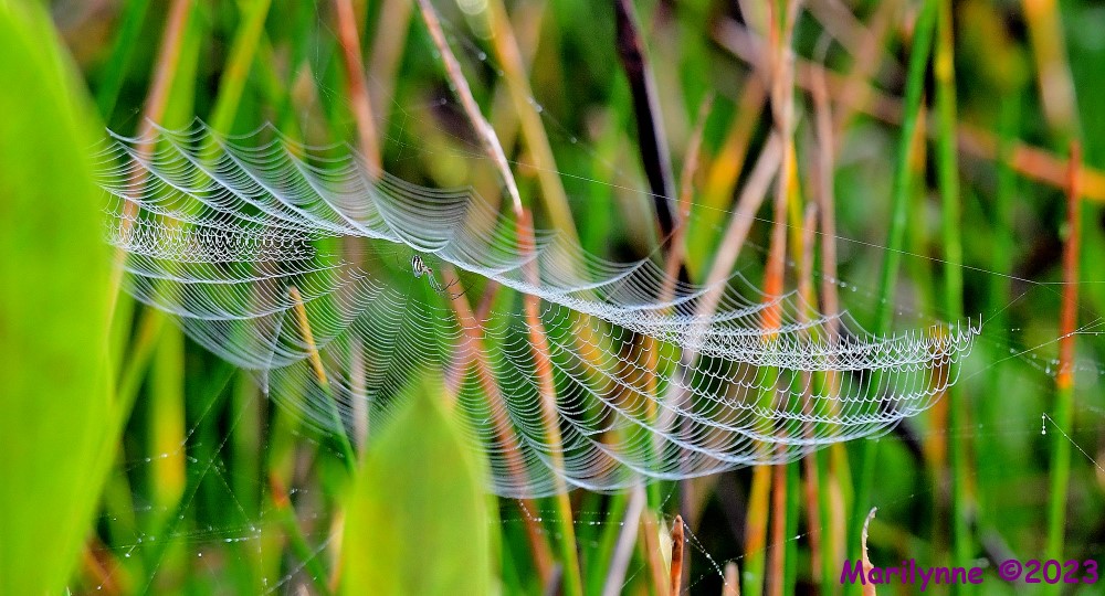 DSC_2262_001.JPG