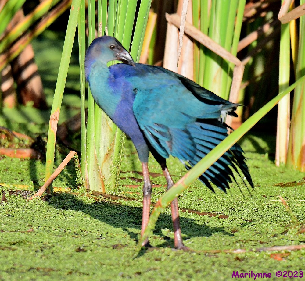 DSC_2263_001.JPG
