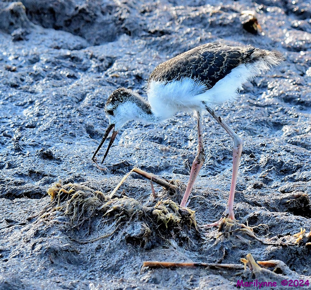 DSC_2264_001.JPG