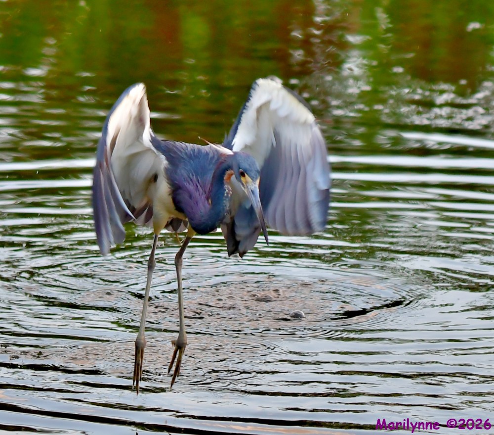 DSC_2264_001.JPG
