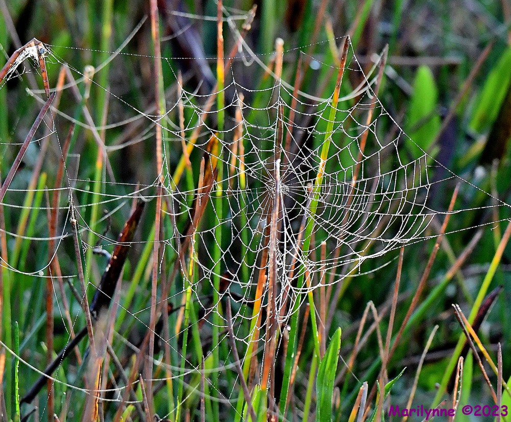 DSC_2265_001.JPG