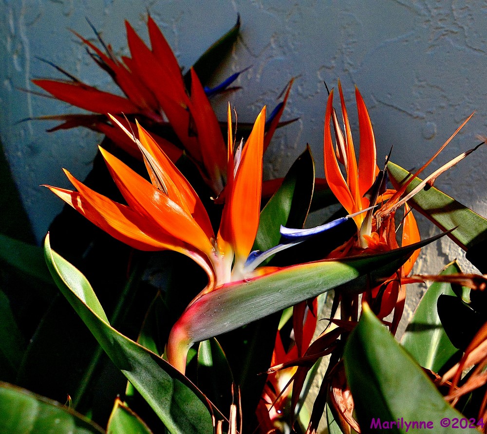 DSC_2265_001.JPG