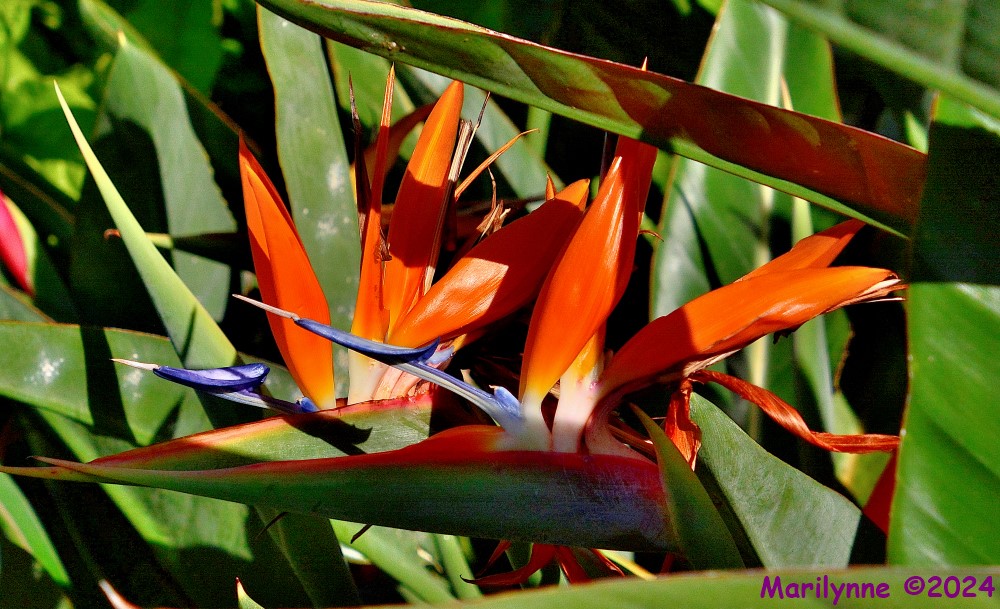 DSC_2266_001.JPG