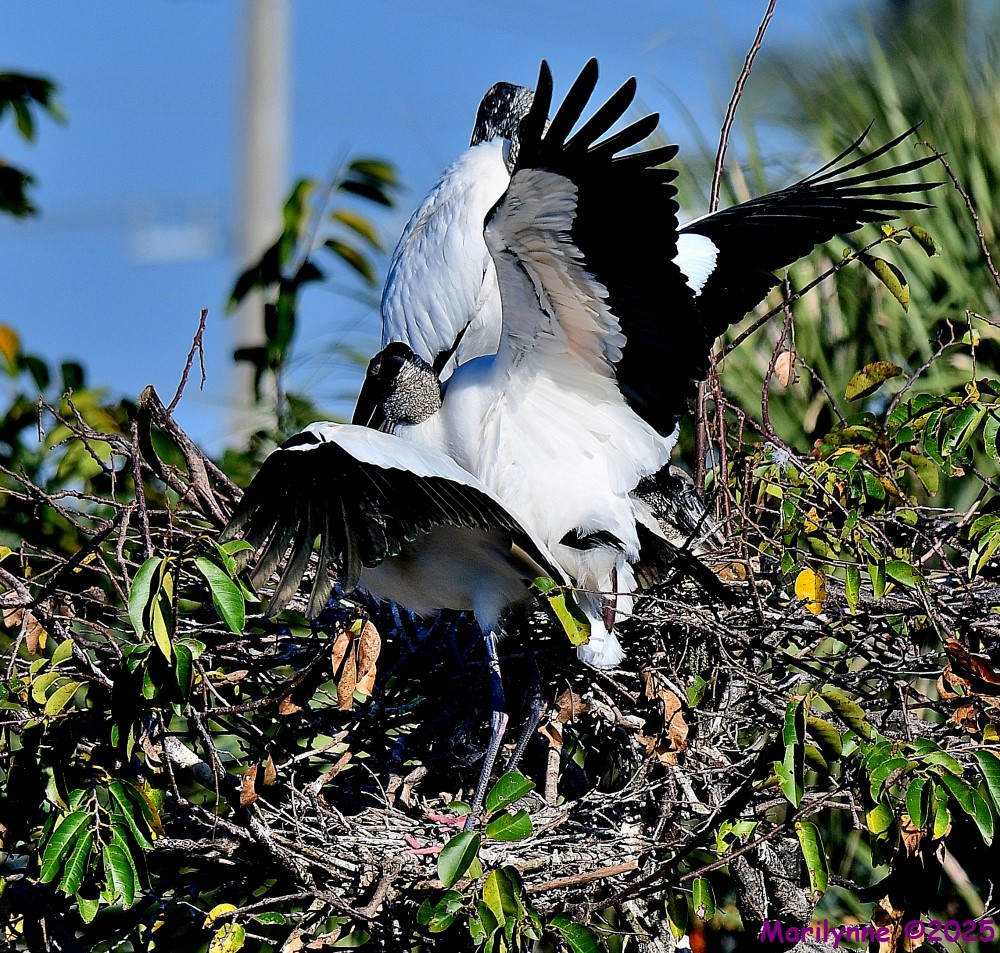 DSC_2267_001.JPG