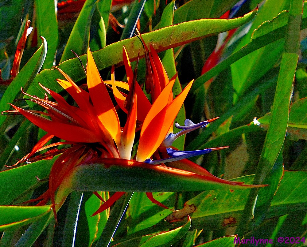 DSC_2268_001.JPG