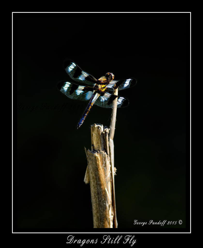DSC_2272_Web.jpg