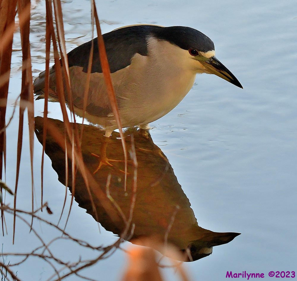 DSC_2273_001.JPG