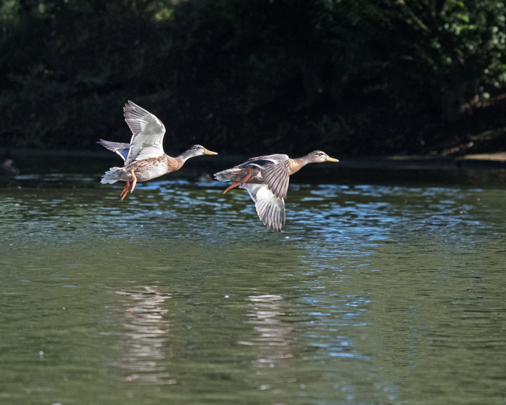 DSC_2276.jpg