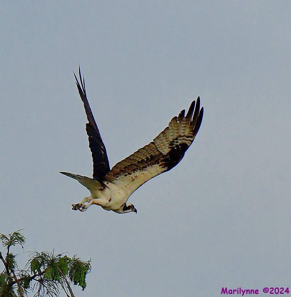 DSC_2276_001.JPG