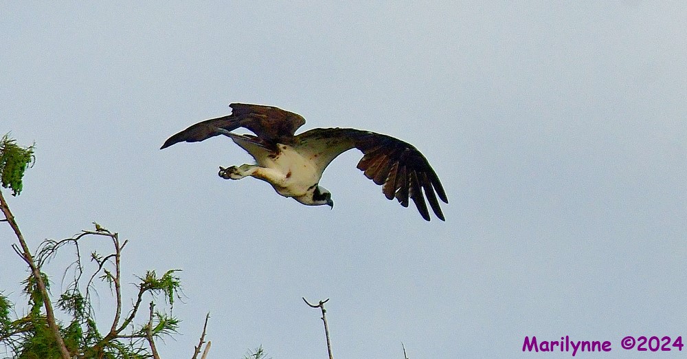 DSC_2278_001.JPG
