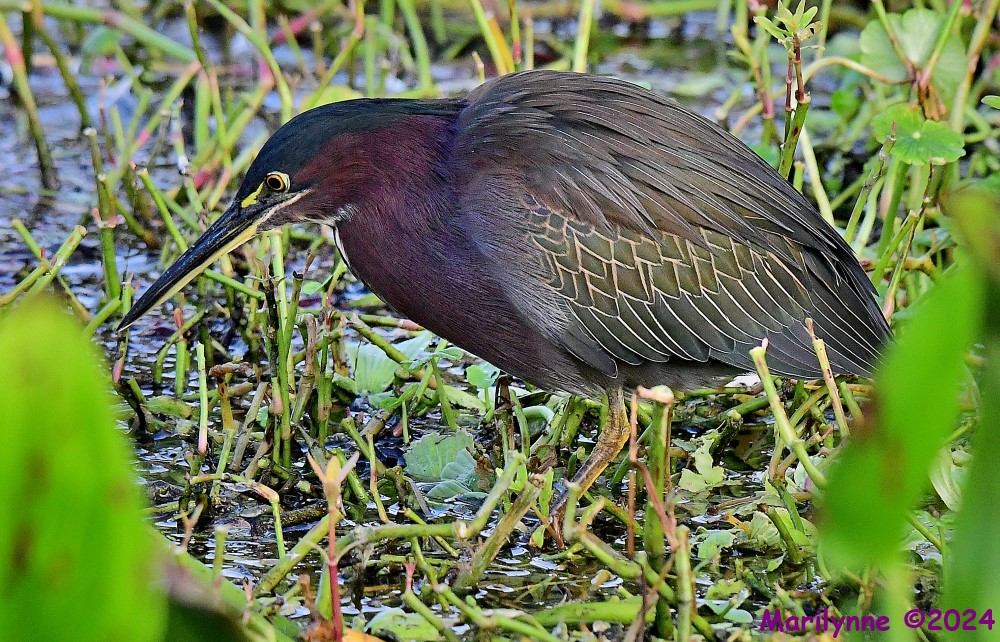 DSC_2279_001.JPG