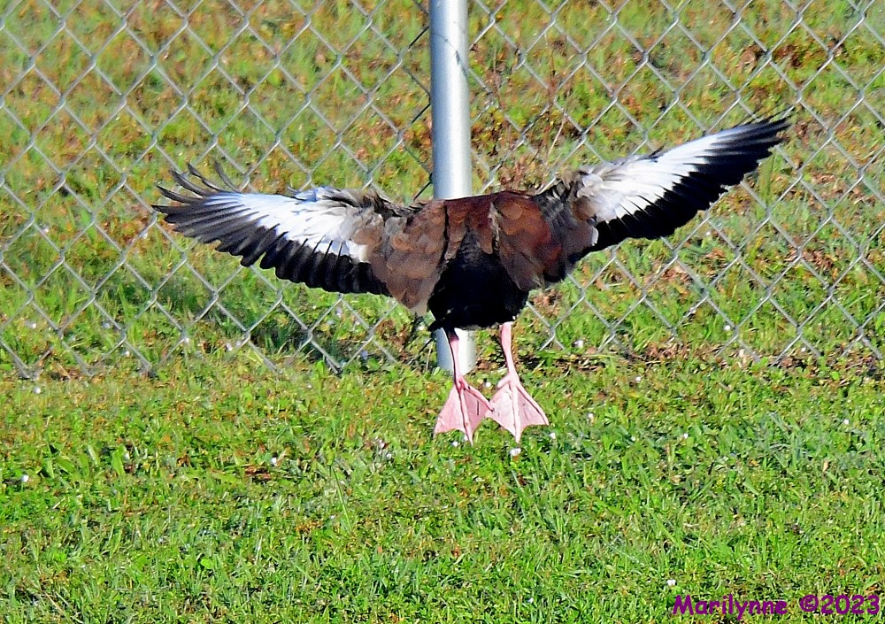 DSC_2283_001.JPG
