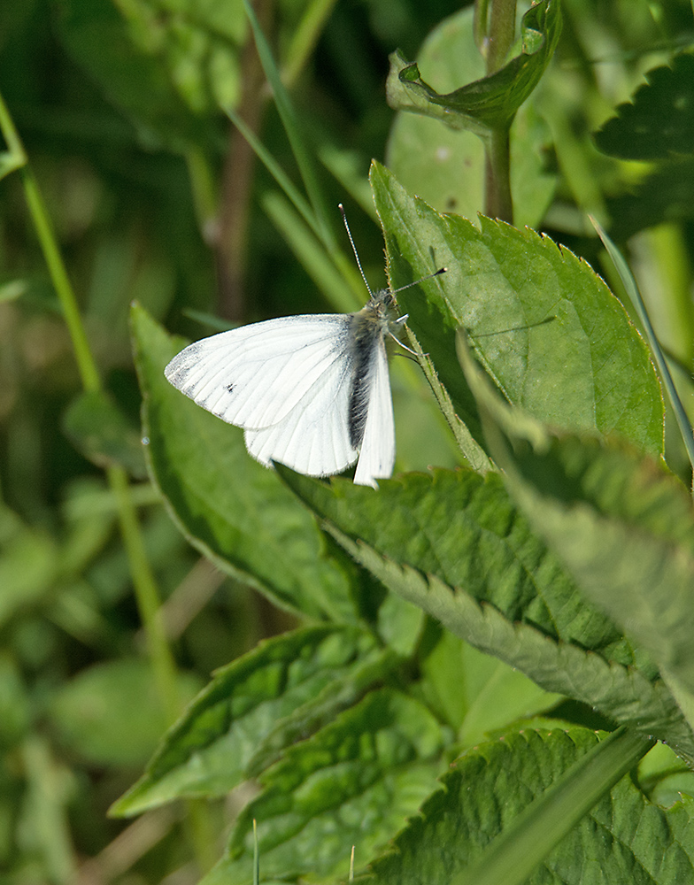 DSC_2285.jpg