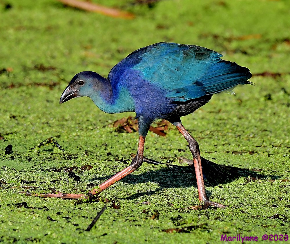 DSC_2285_001.JPG
