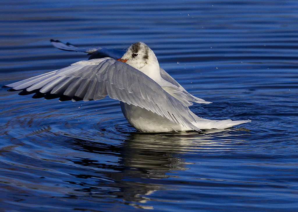 DSC_2289.jpg